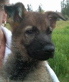 /i/policepup/gage.jpg