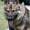 K9 Jago